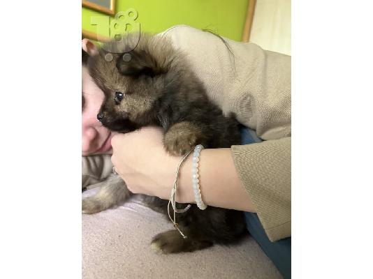 Pomeranian